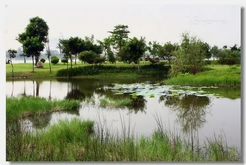 湿地小景