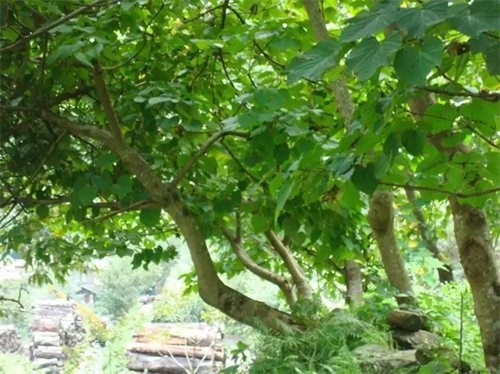 海麻树